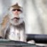 confused monkey on a roof